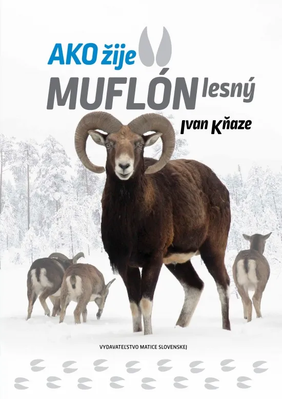 Ako žije muflón lesný